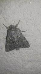 Polymixis flavicincta