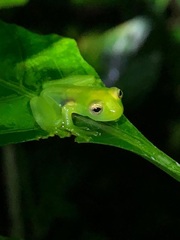 Centrolenidae