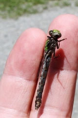 Ophiogomphus mainensis