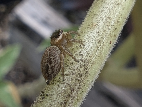 White Banded House Jumper