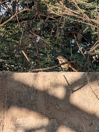 Spotted Morning-Thrush