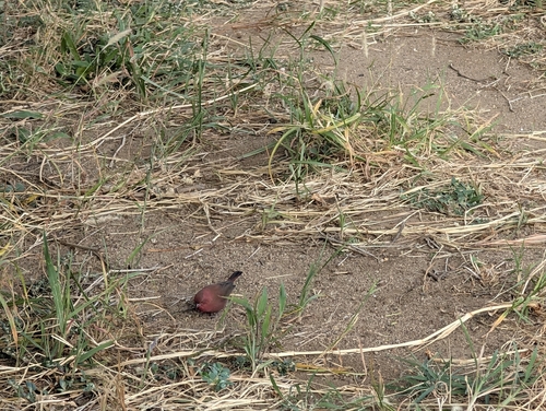 Red-billed Firefinch