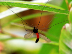 Tipula holoserica