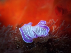 Prostheceraeus roseus