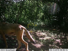 Canis latrans impavidus