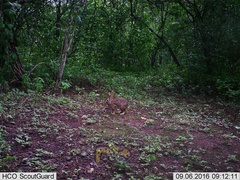 Sylvilagus cunicularius insolitus