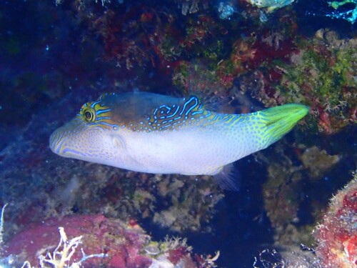 Canthigaster epilampra observed 2026-02-14