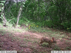 Sylvilagus cunicularius insolitus