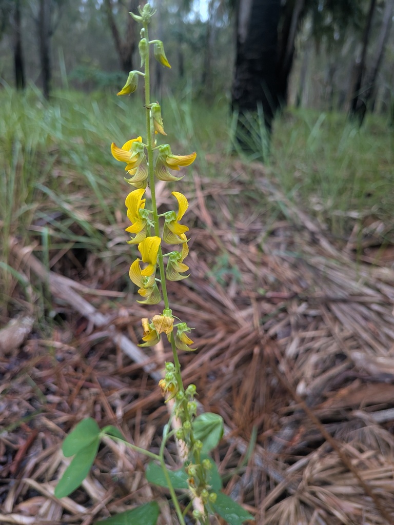 Streaked Rattlepod in February 2026 by ben25791 · iNaturalist