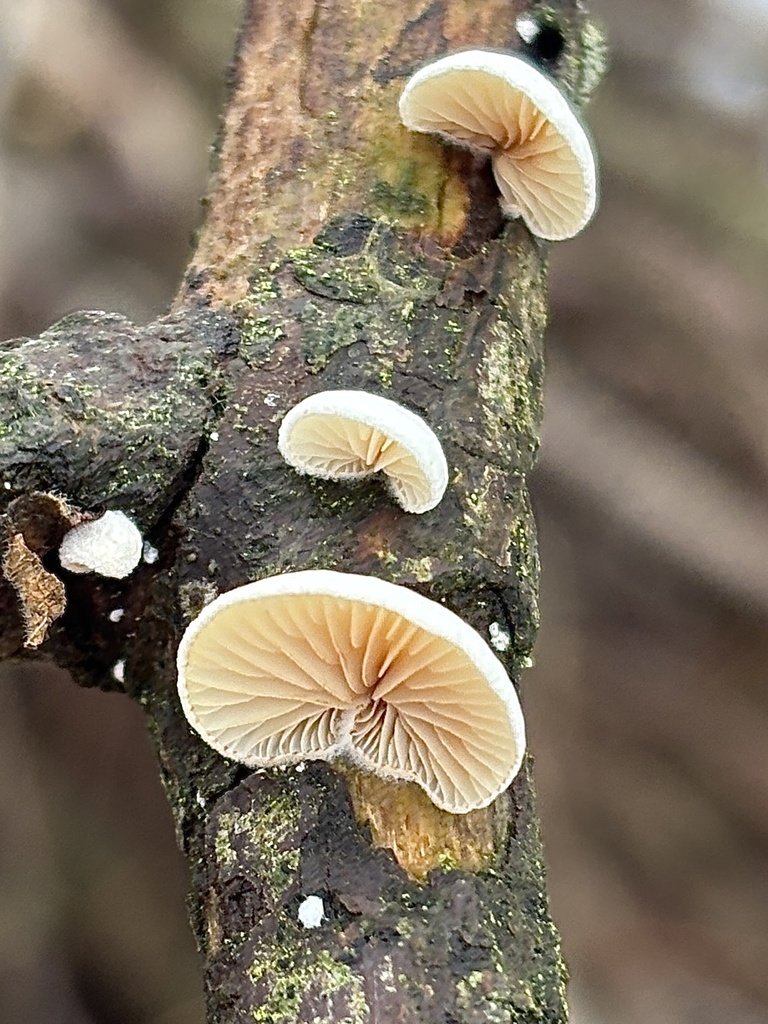 Crepidotus · February 2026 · photo: © martinww (iNaturalist, cc-by)