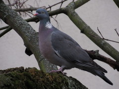 Columba palumbus
