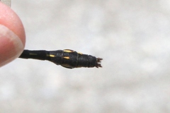 Ophiogomphus mainensis