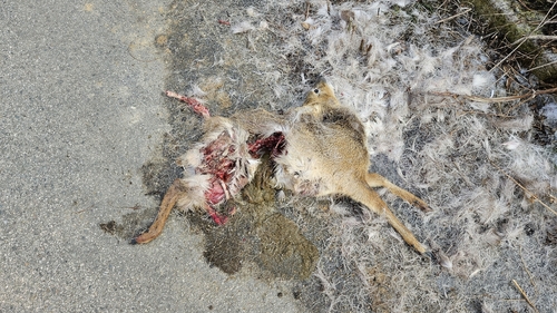 Korean Water Deer