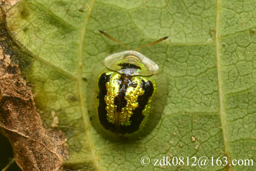 Green Tortoise Beetle