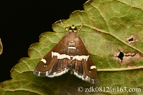 Hawaiian Beet Webworm Moth