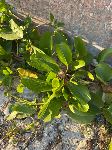Ipomoea pes-caprae observed 2026-02-14