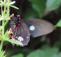 Parides anchises