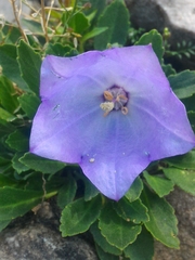 Campanula raineri