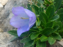Campanula raineri