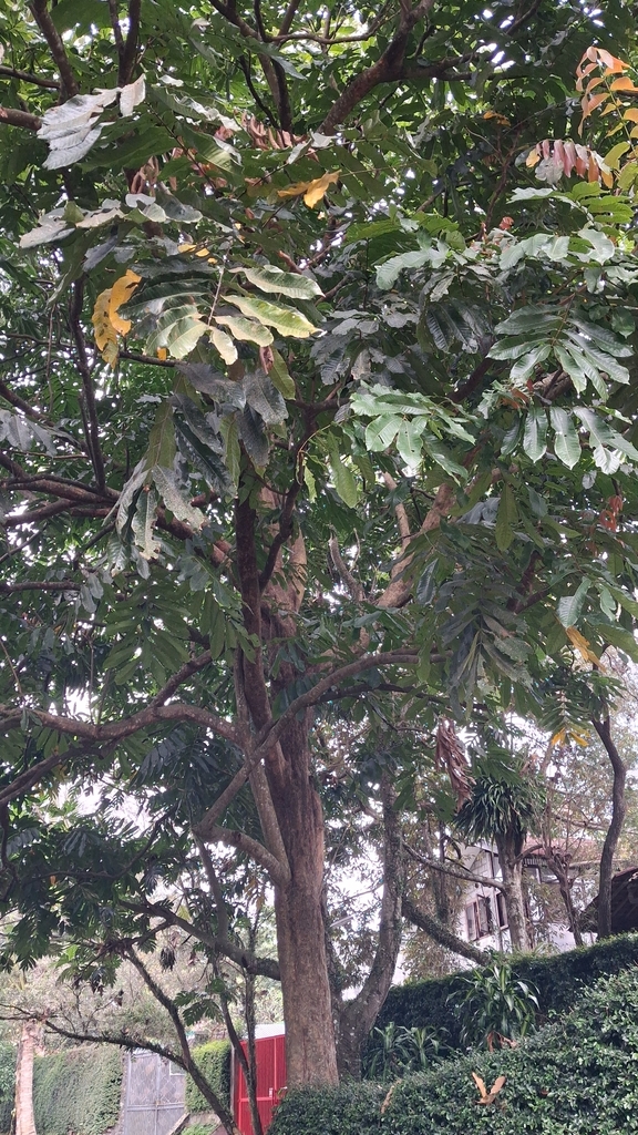 Dawan (Pometia pinnata)