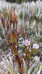 (c) Ruth Palsson, some rights reserved (CC BY-SA) Gentianella diemensis, photograph (c) Ruth Palsson, some rights reserved (CC BY-SA)