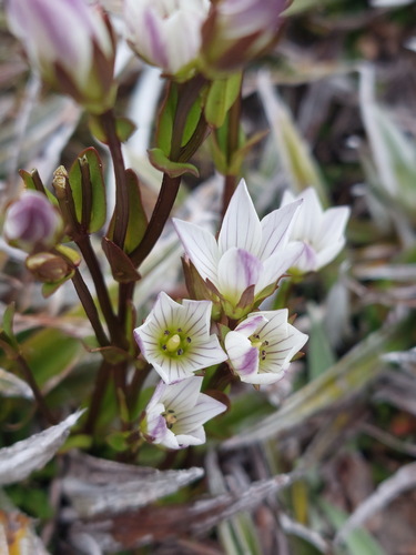 Mountain Gentian (Gentianella diemensis)