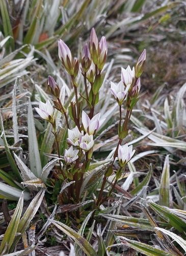 Gentianella diemensis, photograph 4