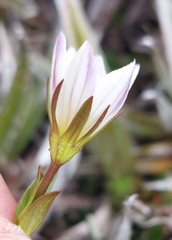 Gentianella diemensis