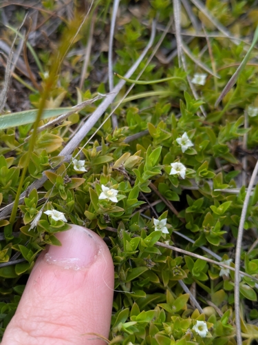 Mitrasacme pilosa, 2026-02-01