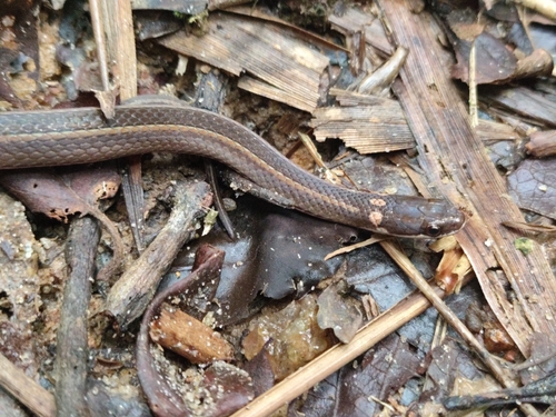 Photo of a Slender Smooth Snake (Liopholidophis rhadinaea)