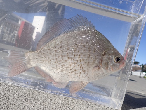 Calico surfperch (Amphistichus koelzi) — Embiotocidae — 4