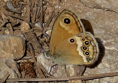 Coenonympha dorus