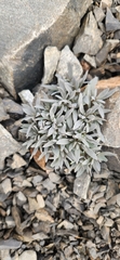 Stellaria roughii