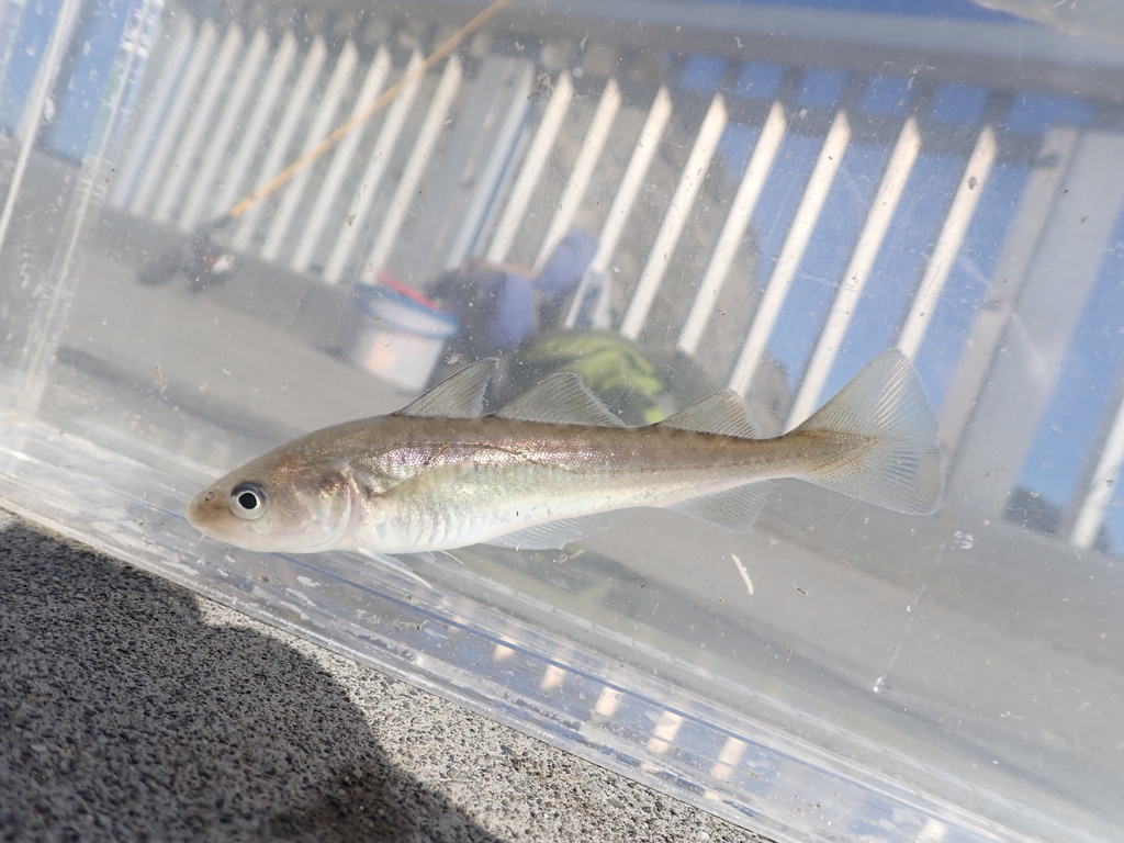 Pacific tomcod (Microgadus proximus) — Gadidae