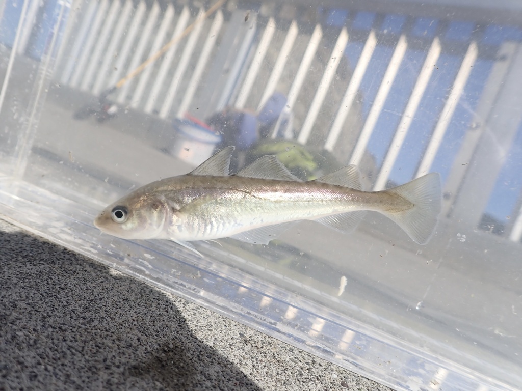 Foto de Microgadus proximus (Microgadus proximus)