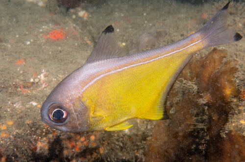 Blacktip sweeper (Pempheris affinis) — Pempheridae — 4