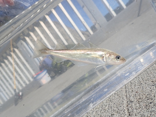 Foto de Microgadus proximus (Microgadus proximus)