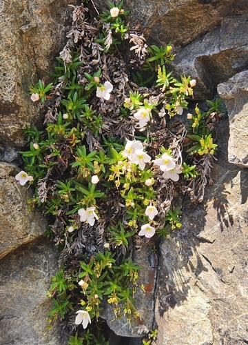 Veronica linifolia, photograph 2
