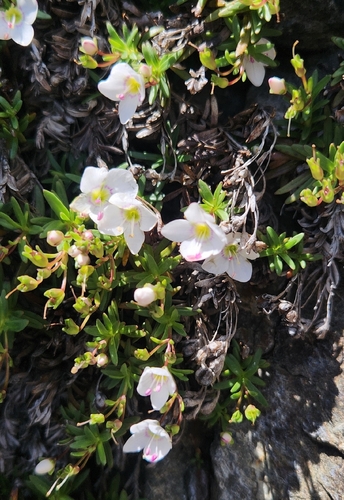 Veronica linifolia, photograph 3
