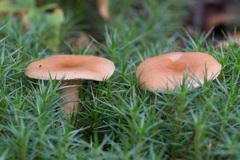 Lactarius aurantiacus