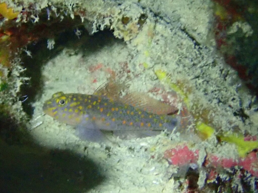 Egg-Spot Rubblegoby
