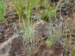 Ephedra dahurica