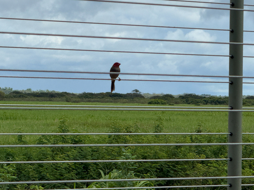 Crimson Finch (Neochmia phaeton), photo 3