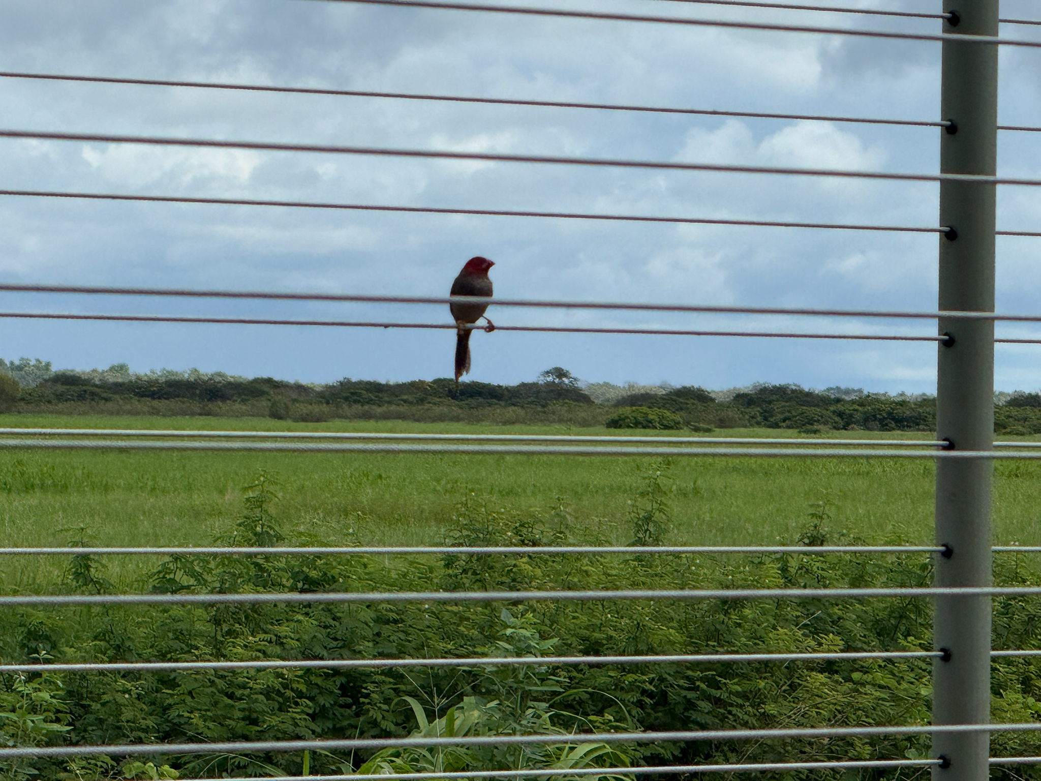 Crimson Finch (Neochmia phaeton), photo 3
