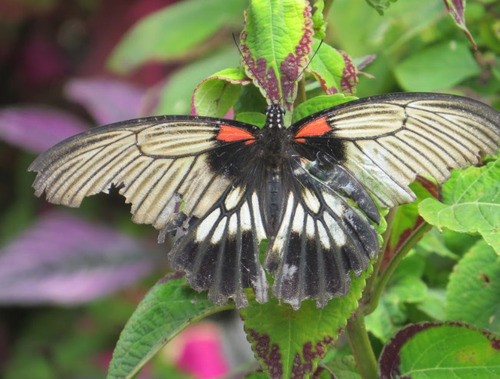 Papilio memnon