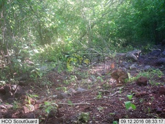 Sylvilagus cunicularius insolitus