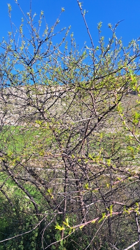 Avistamiento Almendro