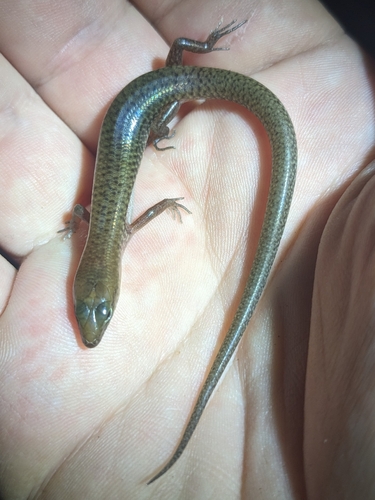 Northern Bar-lipped Skink