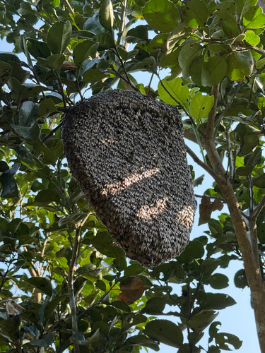 Red Dwarf Honey Bee