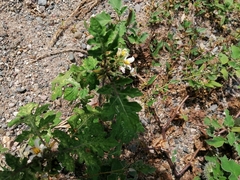 Solanum grayi